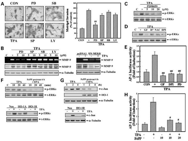 Figure 5. HO-1 suppression of TPA-induced ERK/AP-1 activation. A, the ERK inhibitor, PD98059, inhibited TPA-induced invasiveness of MCF-7 cells.