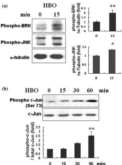 Figure 4. The phospho-ERK, phospho-JNK and phospho-c-Jun expressions in HUVECs treated with HBO