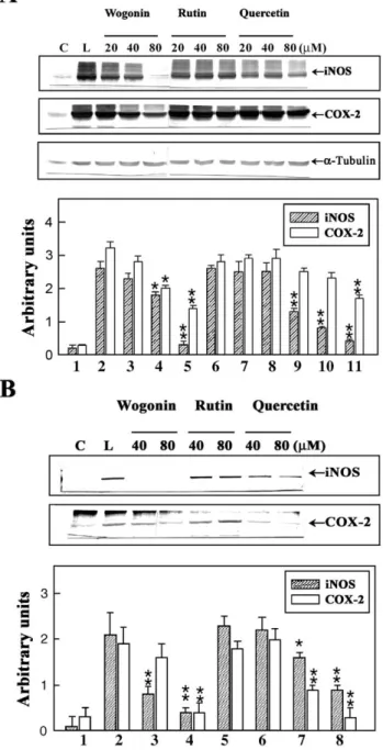 Fig. 4. Rutin, wogonin, and quercetin showed inhibitory activity on lipopolysaccharide-induced iNOS and cyclooxygenase-2 protein expression in RAW 264.7 macrophages (A) and primary peritoneal macrophages (B)