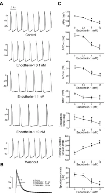 Figure 1. The effects of endothelin-1 on the PV tissue preparations. Panel A shows the tracings of different concentrations (0.1, 1, 10 nM) of  endothelin-1 on the spontaneous firing rates in the PVs