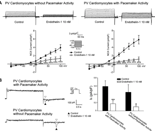 Figure 6. Effect of the endothelin-1 on the NCX and I ti in the PV cardiomyocytes. Panel A: the current traces and I–V relationship of the NCX before and after the administration of endothelin-1 (10 nM) in the PV  cardiomy-ocytes with (n = 7) and without p