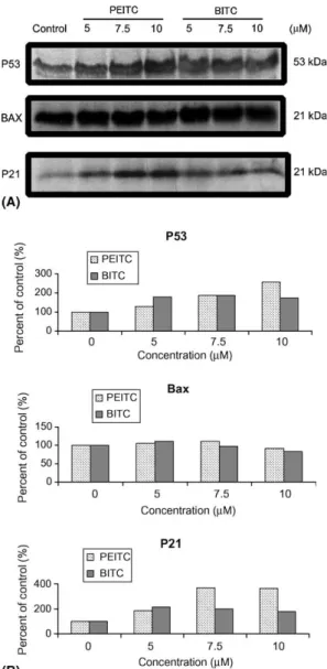 Fig. 4. Fluorescent microscopy of PEITC-induced morphological changes in A549 cells. Cells were treated with ethanol (A), 10 lM PEITC (B), or 25 lM PEITC (C) for 24 h