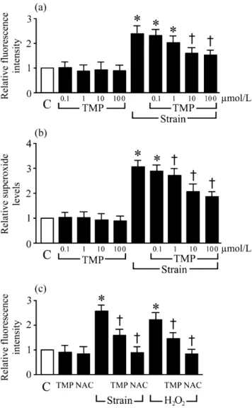 Fig. 1 2,3,5,6-Tetramethylpyrazine (TMP) inhibits strain-induced endo- endo-thelin (ET)-1 secretion