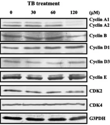 FIGURE 2 – Effect of TB on the protein levels of cyclins and CDKs.