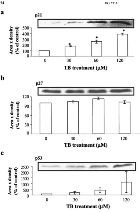 FIGURE 3 – Effect of TB on the protein levels