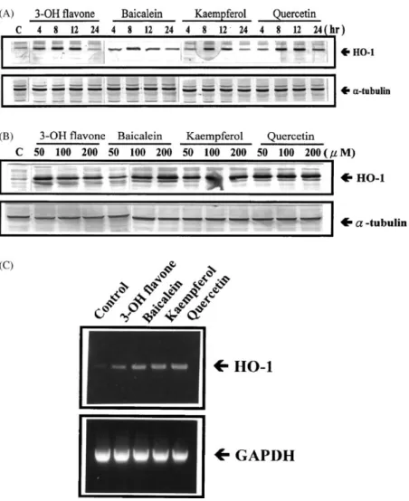 Fig. 2. Induction of HO-1 gene expression by 3-OH flavone, baicalein, kaempferol, and quercetin in RAW264.7 macrophage cells