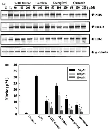 Fig. 4. 3-OH Flavone, baicalein, kaempferol, and quercetin inhibition of LPS-induced iNOS and NO production, associated with increasing HO-1 protein expression