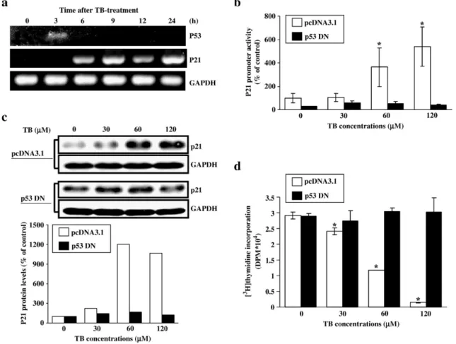 Fig. 1. Involvement of p53 in TB-induced up-regulation of p21 in HUVEC. (a) TB increases the levels of p21 and p53 mRNA in HUVEC