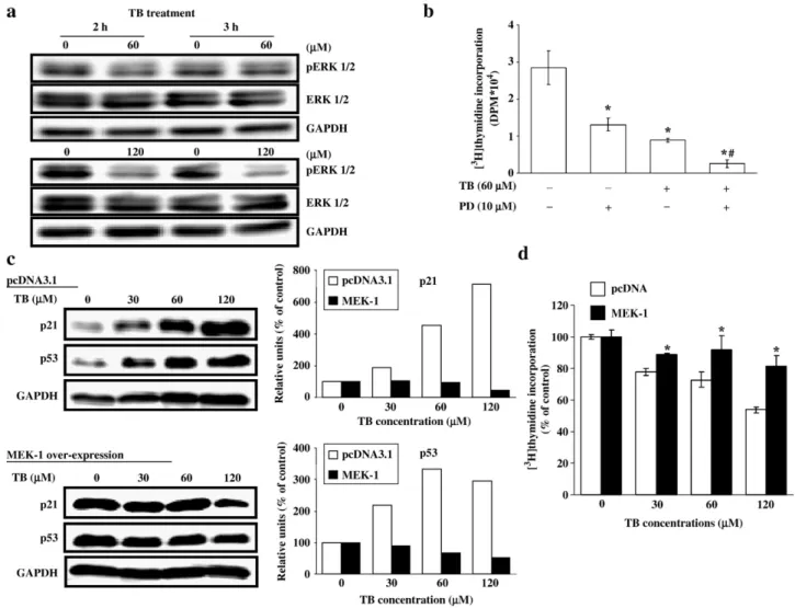 Fig. 2. Involvement of ERK in the TB-induced increases of p53 and p21 protein. After treatment with TB for 2–3 h, the cells were processed for total protein extraction and Western blot analysis