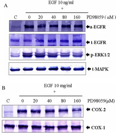 Figure  6. Effects  of  EGF-induced  COX-2  expression. A431 cells were seeded at a density  of  2.5× 10 5  cells/well in 60 mm plates