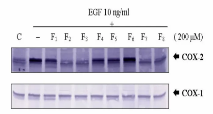Figure 11. The suppressive effect of PD98059  on  EGF-induced  COX-2  expression  can  be  rever sed by PGE2