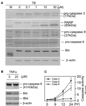 Fig. 6. Dose-dependent activation of caspases in TB-induced apopto- apopto-sis in HL60 cells