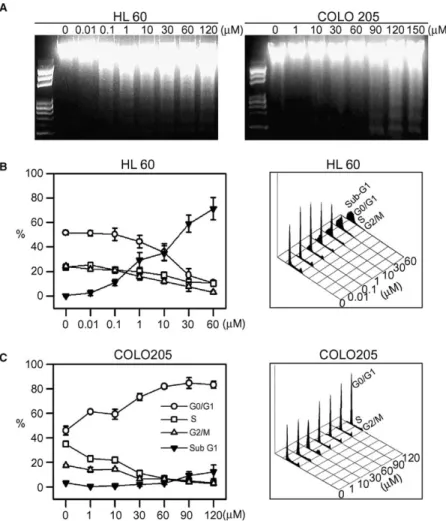 Fig. 2. Eﬀects of TB on DNA fragmentation in human HL60 and COLO 205 cancer cells. (A) Human HL60 (left) and COLO 205 cells (right) were treated with various doses of TB for 24 h and then assayed for DNA fragmentation