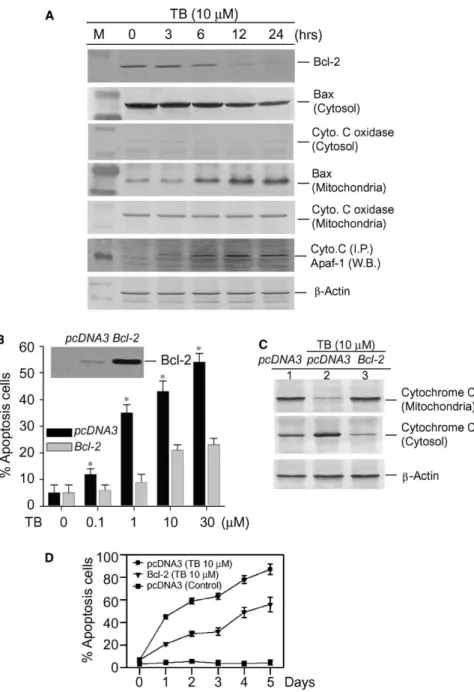 Fig. 5. Eﬀects of TB on the expression levels of mitochondria Bcl-2, Bax, and the caspase-9-associated Apaf-1 proteins