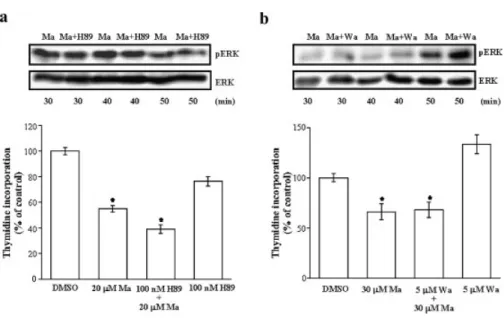 Figure 6. PKA and PI3K are not involved in the magnolol-induced cell-cycle arrest in COLO-205 cells.