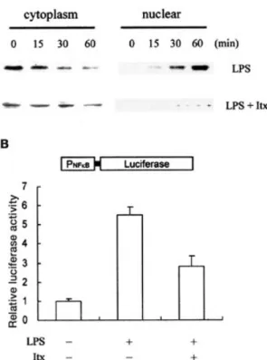 Fig. 5 Suppression of LPS-induced NF-kB activation by isovitexin. A Isovitexin (Itx) reduced NF-kB nuclear levels