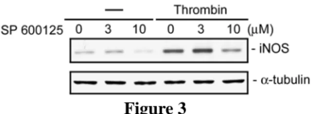 Figure 3  SP600125 抑制 thrombin 引發 COX-2 蛋 白的表現  經由前面的實驗證實 SP600125 可抑 制 thrombin 刺激 iNOS 蛋白的表現。同樣 地我們將來觀察 JNK 是否貢獻在 thrombin 所誘導 COX-2 蛋白的表現中。將細胞以 SP600125 (JNK 抑制劑; 3 及 10 µM)前處理 30 分鐘，再以 thrombin (10 U/ml)刺激 24 小 時 後 ， 以 西 方 點 墨 法 的 方 法 來 分 析 CXO-2 蛋白表現的