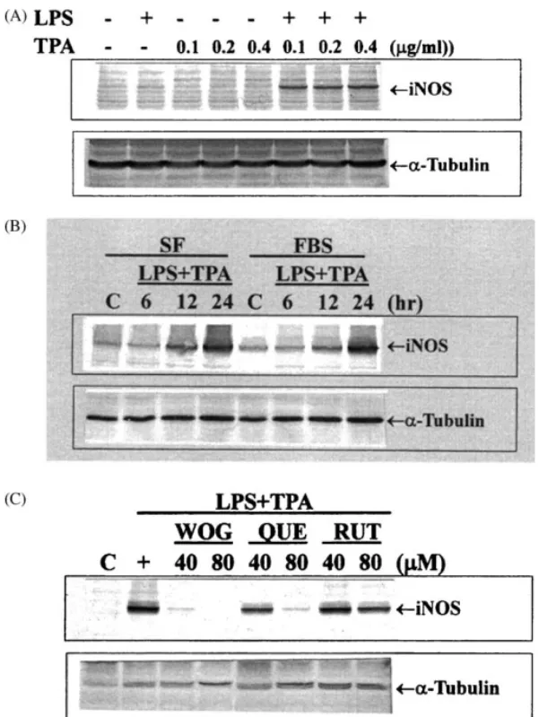 Fig. 3. Induction of iNOS gene expression in LPS/TPA-treated C6 cells in the presence or absence of serum