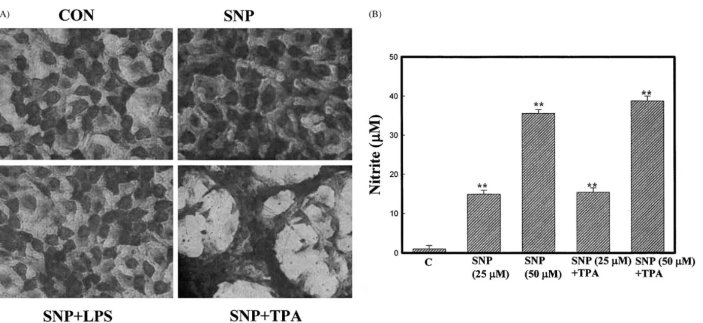 Fig. 5. NO donor sodium nitroprusside (SNP) enhances the transformation in the presence of TPA