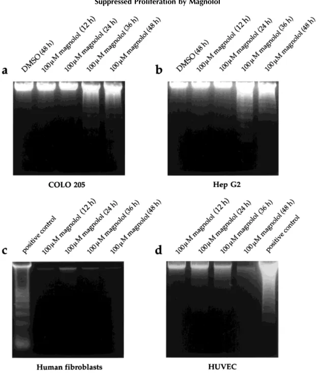 Fig. 7. Magnolol induces DNA fragmentation in human malignant cells. A typical DNA ladder pattern associated with apoptosis was seen in COLO-205 (a) and Hep-G2 (b) cells treated with 100 mM magnolol for at least 36 h