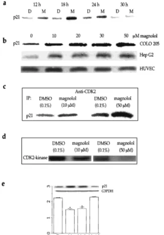 Fig. 3. Effect of magnolol on p21 protein levels, p21-CDK2 association, and CDK2 kinase activity