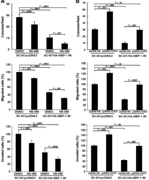 Figure 4. MBP-1 suppresses tumor progres- progres-sion of M1 cells through COX-2. (A)  SC-M1/HA-MBP-1 #6 cells were treated with 50 ␮M NS-398 (A) or transfected with  COX-2-expressing construct pcDNA-COX-2 (B) for colony-forming (upper), migration (middle)