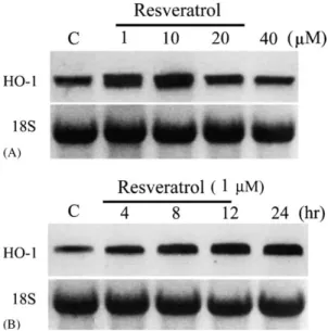 Fig. 2. HO-1 expression in human aortic smooth muscle cells treated with resveratrol. (A) Concentration-dependent induction of HO-1 protein by resveratrol