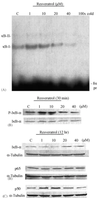 Fig. 7. Concentration-dependent effects of resveratrol on NF-kB activity. (A) Binding activity of NF-kB in human aortic smooth muscle cells exposed to resveratrol