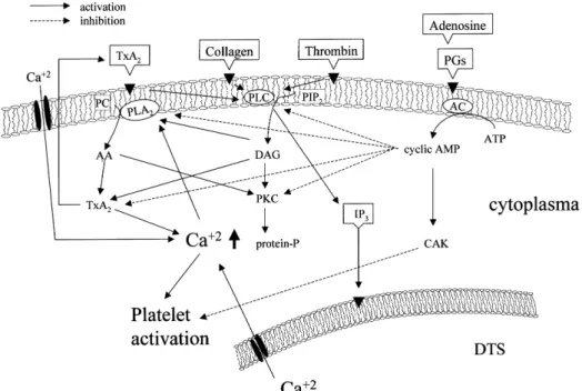 Fig 5. Signal transductions of platelet aggregation. Agonists can activate several phospholipases, including phospholipase C (PLC) and phospholipase A 2 (PLA2)