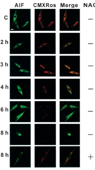 Fig. 3. Cd-induced mitochondrial membrane depolarization, followed by translocation of AIF into the nucleus