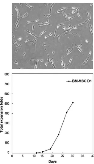 Figure 1. Cell morphology and growth kinetics of hMSCs. Cultured bone marrow-derived adherent cells showed similar morphologic appearance as that of bone marrow stromal cells