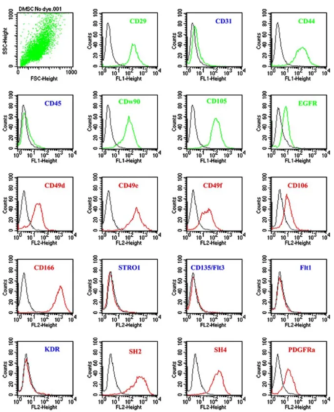 Figure 2. Flow cytometric analysis of hMSCs immunophenotyping showing that they were CD29, CD44, CD49, CD90, CD105, CD106, CD166, and SH positive; but were negative for CD31, CD45, STRO1, KDR, Flt1, and Flt3.