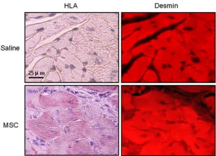 Figure 3. Representative photographs of immunohistochemistry analysis by use of HLA-APC and desmin antibodies
