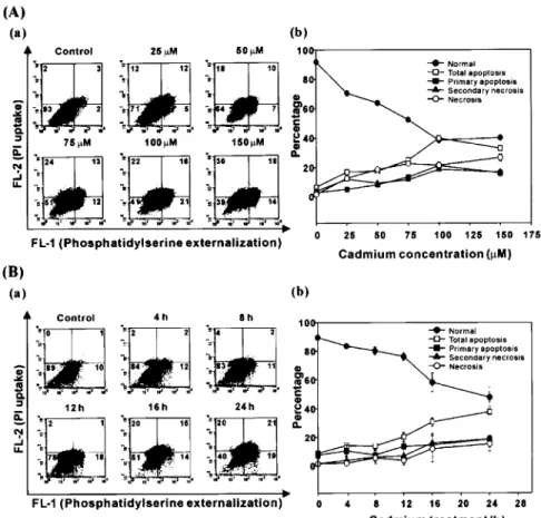 Fig. 1. Dose-response and time-course of cell death induced by cadmium in MRC-5 cells