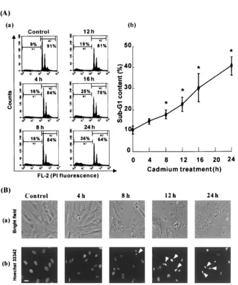 Fig. 2. Assessment of cadmium-induced apoptosis by hypodi- hypodi-ploid DNA content and chromatin condensation