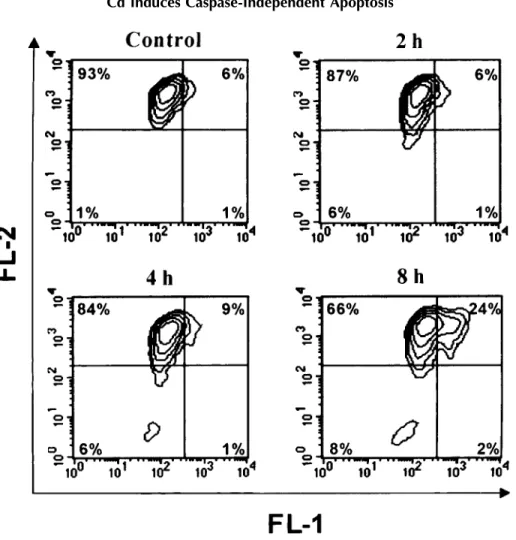 Fig. 5. Determination of cadmium-induced mitochondrial depolarization by flow cytometry