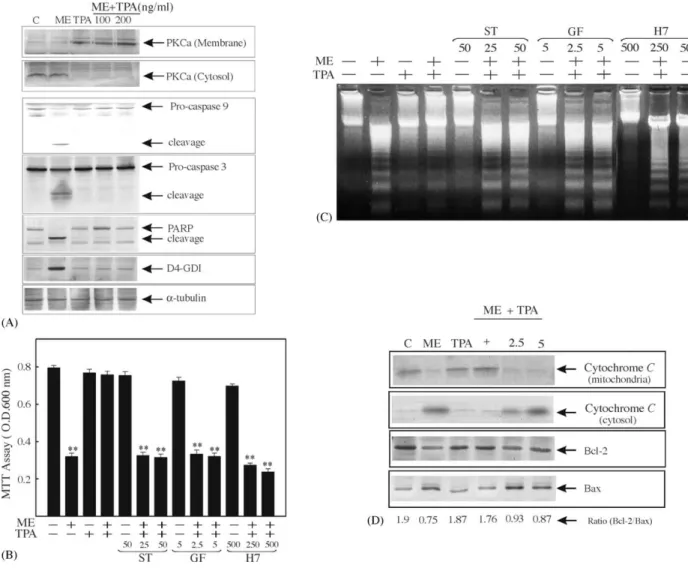 Fig. 6. Activation of PKC involved in TPA prevention of ME-induced apoptosis in HL-60 cells