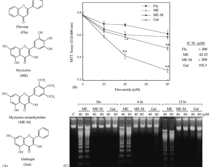 Fig. 8. Hydroxyl (OH) groups at C3 0 , C4 0 , and C5 0 are important for the apoptosis-inducing activity of ME in HL-60 cells