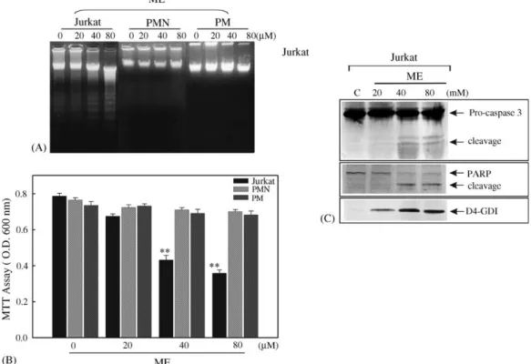 Fig. 9. Specificity of the apoptotic effect of ME in leukemia cells, but not in normal polymorphonuclear (PMN) cells or murine peritoneal macrophages (PMs)