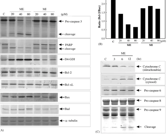 Fig. 3 A and B, addition of a caspase 3-like protease