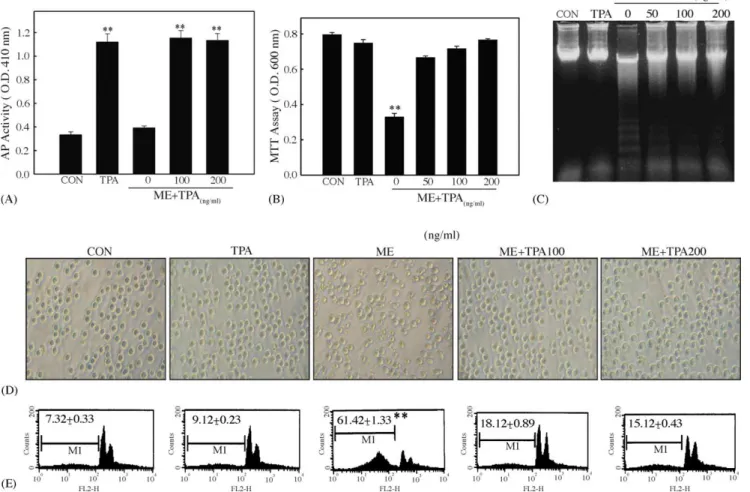 Fig. 5. TPA inhibited ME-induced apoptosis in HL-60 cells. (A) TPA treatment increased alkaline phosphatase (AP) activity in HL-60 cells