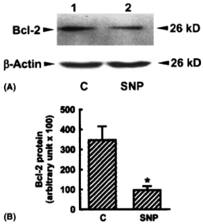 Fig.  4.  Immunoblotting  analysis  of  Bcl-2  protein.  Osteoblasts  pre-  pared  from  neonatal  rat  calvaria  were  exposed  to  2mM  SNP