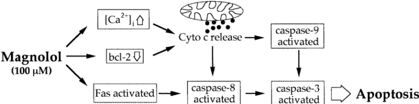 Figure 6. Model for magnolol-induced anticancer activity. In response to 100 mM magnolol administration, Fas was activated and Cyto c (solid circles) was translocated from the mitochondria to the cytoplasm through elevation of the cytosolic free Ca 2  con