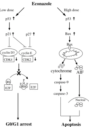 Fig. 9. Mode for Eco-induced cytotoxic eﬀect on COLO 205 cells. In response to low dose Eco, p53, p21/Cip1 and p27/Kip1 proteins were elevated and resulted in suppression of CDK2 and CDK4 activities