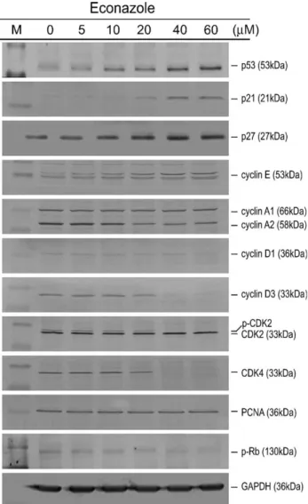 Fig. 4. Eﬀect of Eco on the expression of G0/G1 phase regulatory proteins in COLO 205 cells