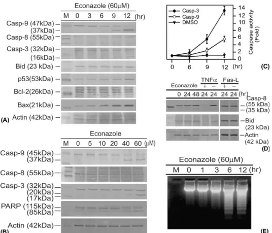 Fig. 6. Eﬀect of Eco on the expression of apoptosis regulatory proteins in COLO 205 cells
