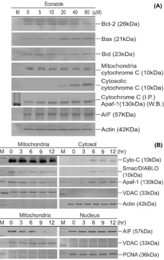 Fig. 7. Eﬀect of Eco on the expression of apoptosis associated proteins. M is the molecular weight marker