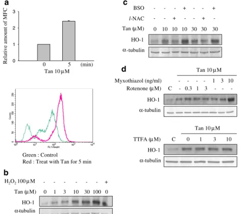 Fig. 1. Tanshinone IIA induces HO-1 expression via ROS generation in RAW 264.7 macrophages