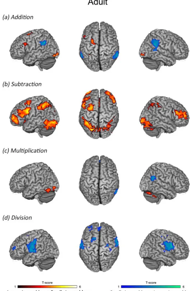 Figure 7. Brain regions that showed significant activation during addition, subtraction, multiplication,  and division in Adults