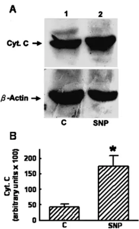 FIGURE 4. Effect of sodium nitroprusside (SNP) on cytochrome c (Cyt. C) production. Osteoblasts were exposed to 2 mM SNP for 8 h